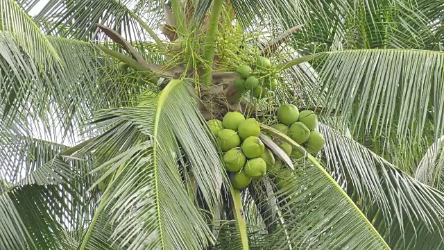 甜蜜的椰子树视频素材