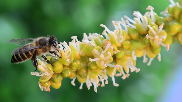 蜜蜂用舌头吸花蜜视频下载