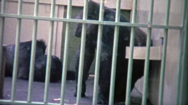 1973年:一只大猩猩被困在学校动物园的笼子里。视频素材