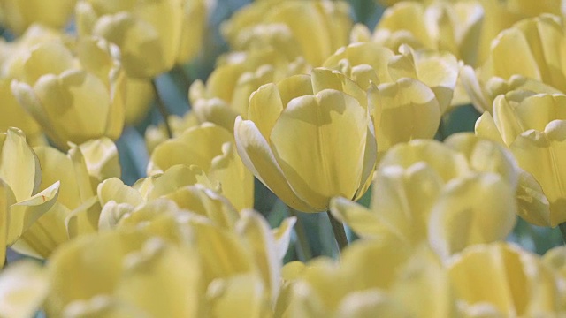 郁金香花，昭和纪念公园，日本东京视频素材