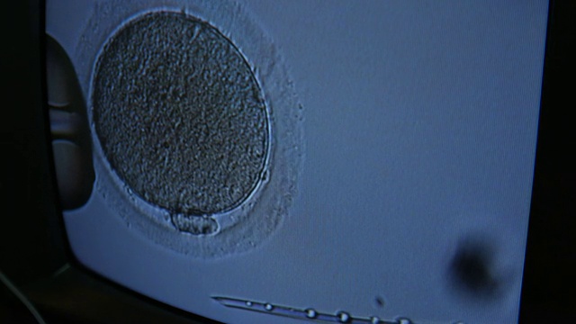 人类卵细胞视频下载