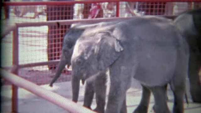1963年:小动物园里的小象为富人展示围栏。视频素材
