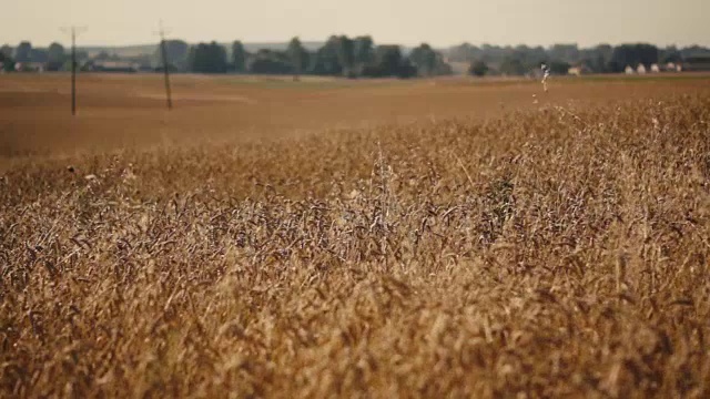 长满小麦的土地视频素材