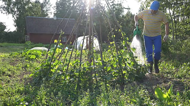 园丁在花园里用喷壶浇豆子。视频下载