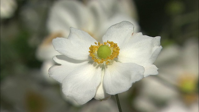 一只可爱的白色日本银莲花在明亮的阳光下盛开。视频素材