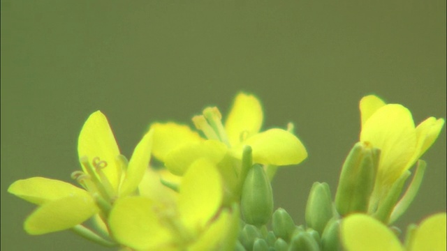 微风拂过黄色油菜花的沙沙声。视频素材