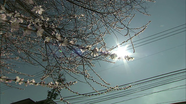 灿烂的阳光照耀着盛开的桃树。视频素材