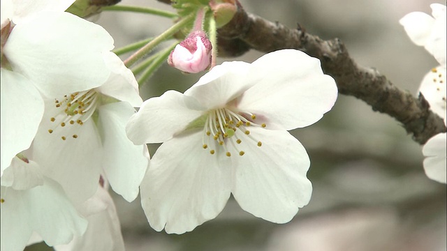 樱桃树枝上既有粉红色的花蕾，也有白色的花朵。视频素材