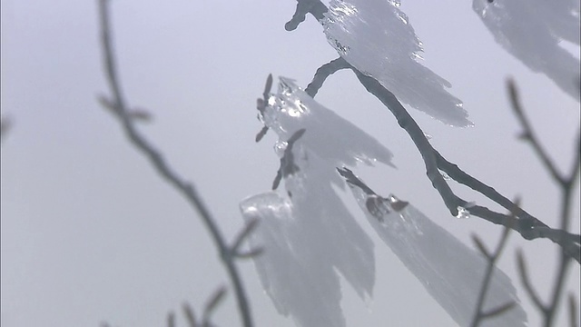 山毛榉树上覆盖着冰的叶子在微风中摇摆。视频素材