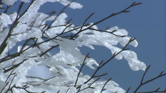 被冰雪覆盖的山毛榉树枝在蓝天的映衬下随风抖动。视频素材