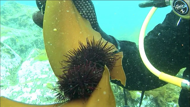 一名潜水员正在检查粘在海草上的两只海胆。视频下载