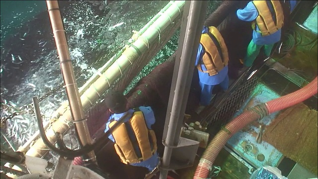 渔民们正准备把一船太平洋刀鱼拖到船上。视频下载