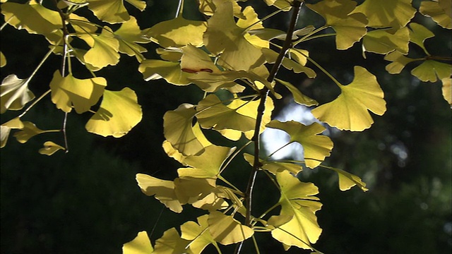 金色的银杏叶在树枝上颤抖。视频下载