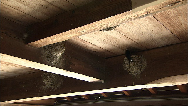 谷仓里的燕子围着它们的巢飞来飞去。视频下载