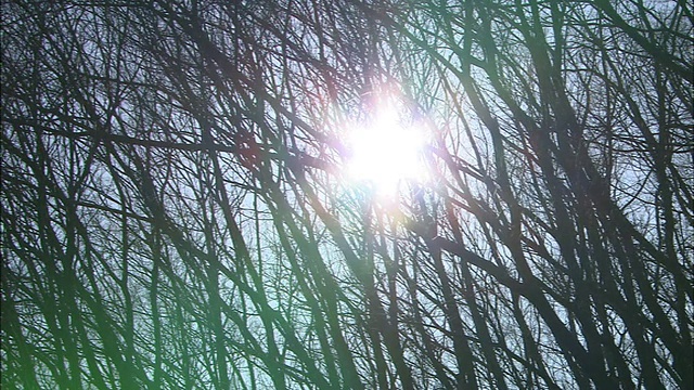 阳光透过光秃秃的树枝。视频下载