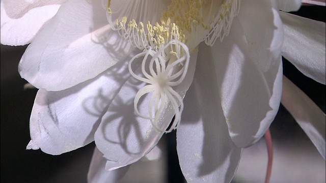 一个精致的白色柱头从夜花女王的中心突出。视频素材