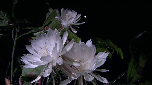 夜晚的白色皇后花在夜晚盛开。视频素材