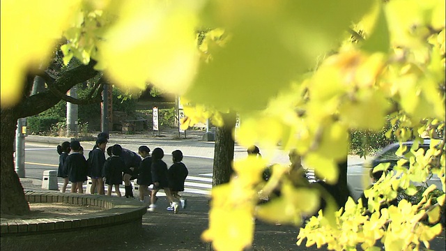 枝叶繁茂的银杏树映衬着一群路过的幼儿园小朋友。视频下载
