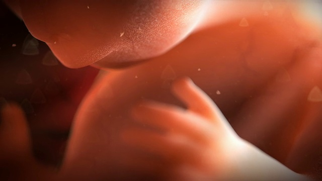未出生婴儿- 8周视频下载