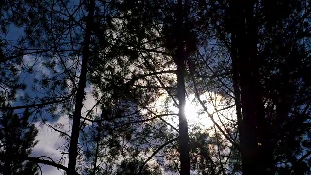 阳光透过树叶滑块拍摄视频素材