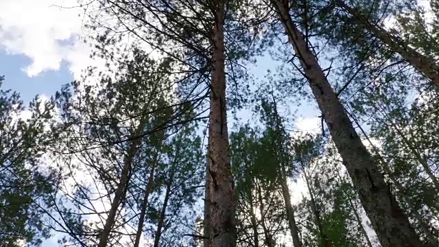 阳光透过树叶滑块拍摄视频素材