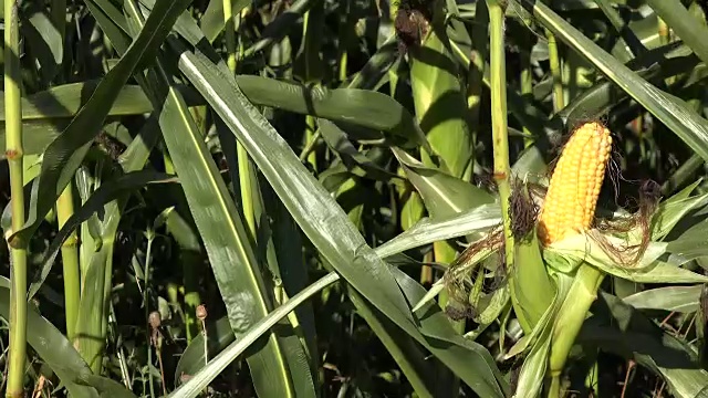 用手检查田间成熟的玉米穗。秋天季节性工作。视频素材