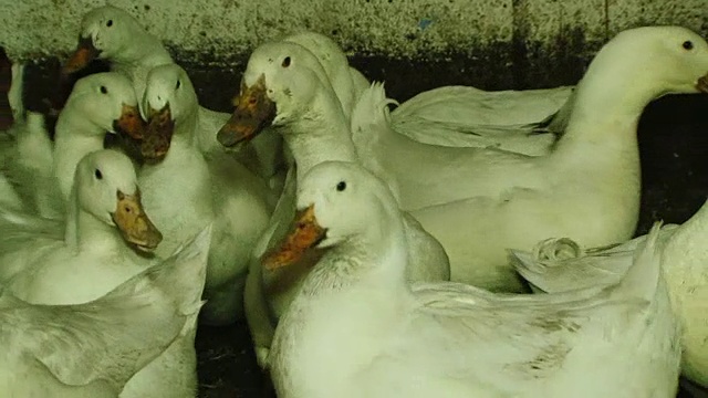 谷仓里的一群白鸭子视频下载