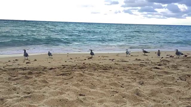 鸟儿在海滩上站立和飞翔视频素材