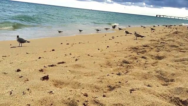 美丽的佛罗里达沙滩和鸟类的照片视频素材