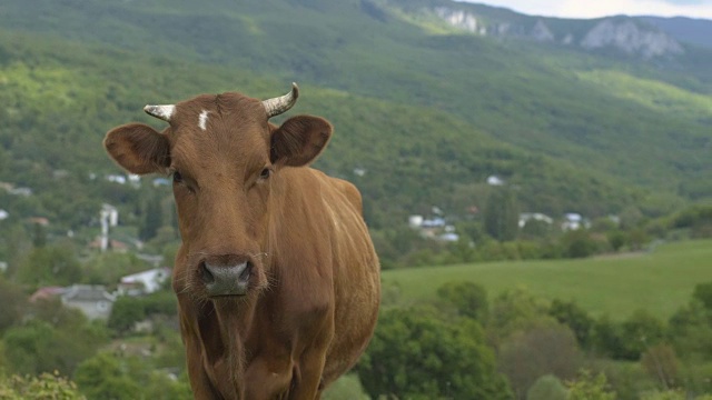 奶牛站着看着摄像机视频素材