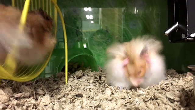 在宠物商店的笼子里，有趣的鼠标在轮子上视频素材