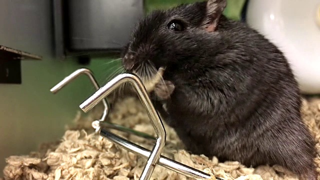 有趣的老鼠在宠物商店找到食物吃视频素材