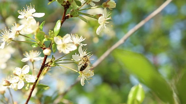 蜜蜂在树上给花授粉视频下载