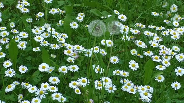 美丽的白色雏菊生长在夏天的花园里视频素材
