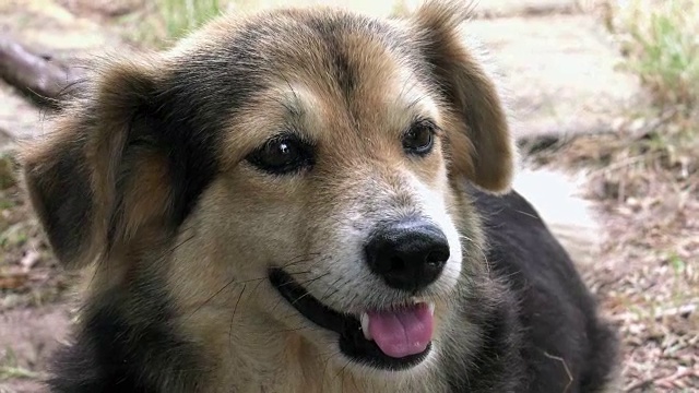 快乐的小狗狗，无家可归的小狗视频素材