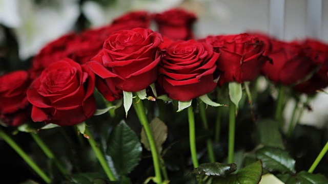 令人惊叹的一束红玫瑰。视频下载