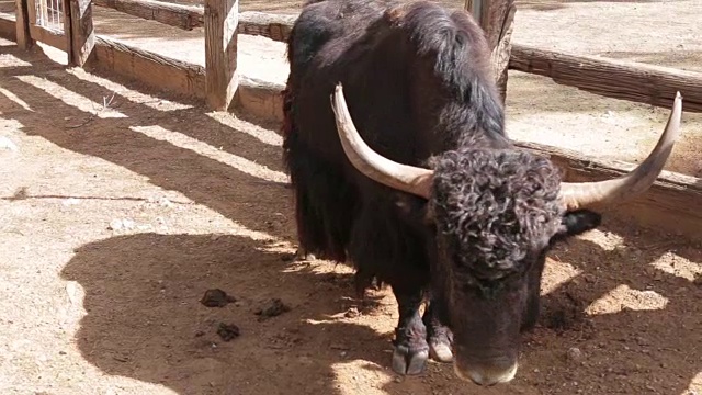 农场里的大黑野牛视频素材