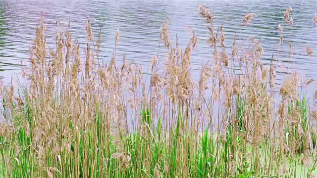 芦苇草在水面前随风飘动视频下载