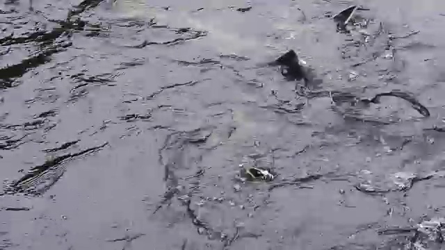 鲟鱼群在渔场的水中游动视频下载