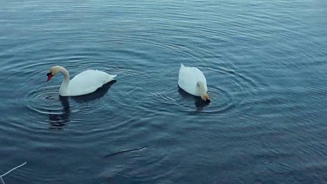 白天鹅在湖里游泳。天鹅夫妇。河上的白鸟视频素材