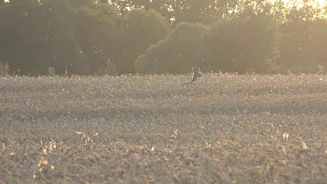 野生狍子后动物在夏季傍晚的光通过农业麦田。跟进。视频素材