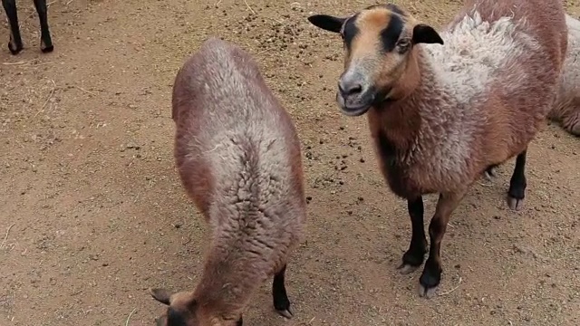 绵羊和羊羔在散步。绵羊农场视频素材