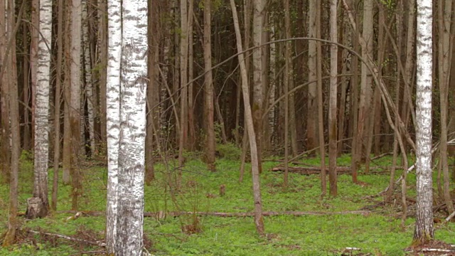 以春日白桦树的树干为背景视频素材