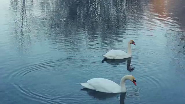 河上的游鸟。天鹅羽毛清洗。白天鹅在湖里游泳视频素材