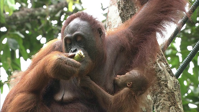 马来西亚婆罗洲，一只小猩猩和它的妈妈在看护它。视频下载