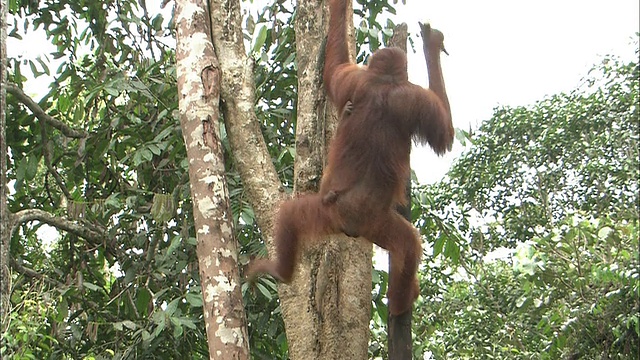 马来西亚婆罗洲，一只红毛猩猩从食品摊上拿食物，然后爬上一棵树。视频下载