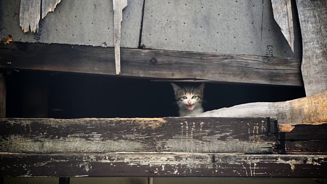 无家可归的小猫通过喵喵叫来吸引关注视频下载