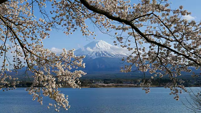 富士山和日本山梨县川口町湖上的樱花视频购买