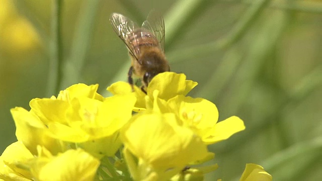 田间芥菜上的蜜蜂视频素材