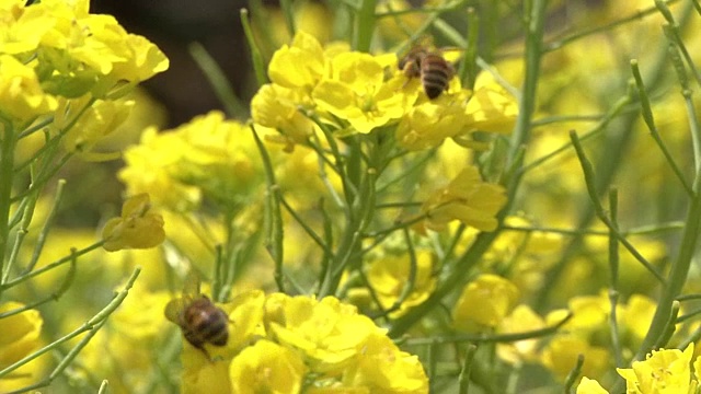 田间的蜜蜂芥末视频素材